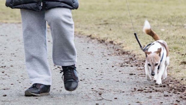 Hunde in Salzgitter müssen an die Leine