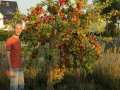 Apfelbaum_J&uuml;rgen-Rolf_Hermann