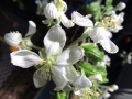 Apfelbl&uuml;te_Gabi_Br&ouml;kelmann