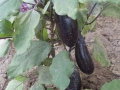 Aubergine_JuttaBeckmann
