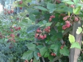 Brombeeren_KerstinKegel