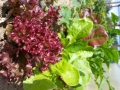 MarinaAxmann_Salatschmaus