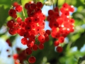 ReinhardBartels_Johannisbeeren
