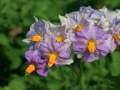 ReinhardBartels_Kartoffelbluetelila