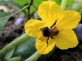 ReinhardBartels_ZucchiniblueteMitHummel