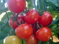 Tomaten_Michael_Wolf