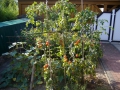 Tomaten_Paul-Dietrich_Mielke