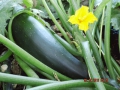 ZucchiniManuelaNeumann