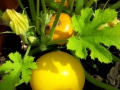 kleine gelbe zucchinis_DanielaMeinken