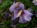 Hummel.JPG