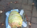 Kohlrabi2.jpg