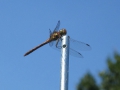 Libelle.jpg