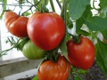 Tomaten2.JPG