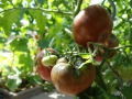 Tomaten3.JPG