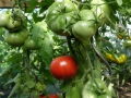 Tomaten4.JPG
