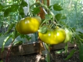 Tomaten5.JPG