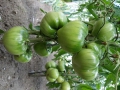 Tomaten6.JPG