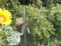 supergaertner_001.jpg